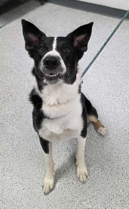 Acorn, an adoptable Border Collie, Mixed Breed in Caldwell, ID, 83607 | Photo Image 2