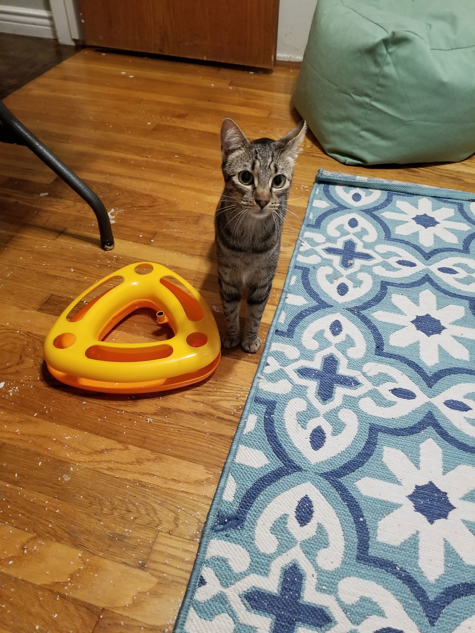 Sophie and Clover Clooney