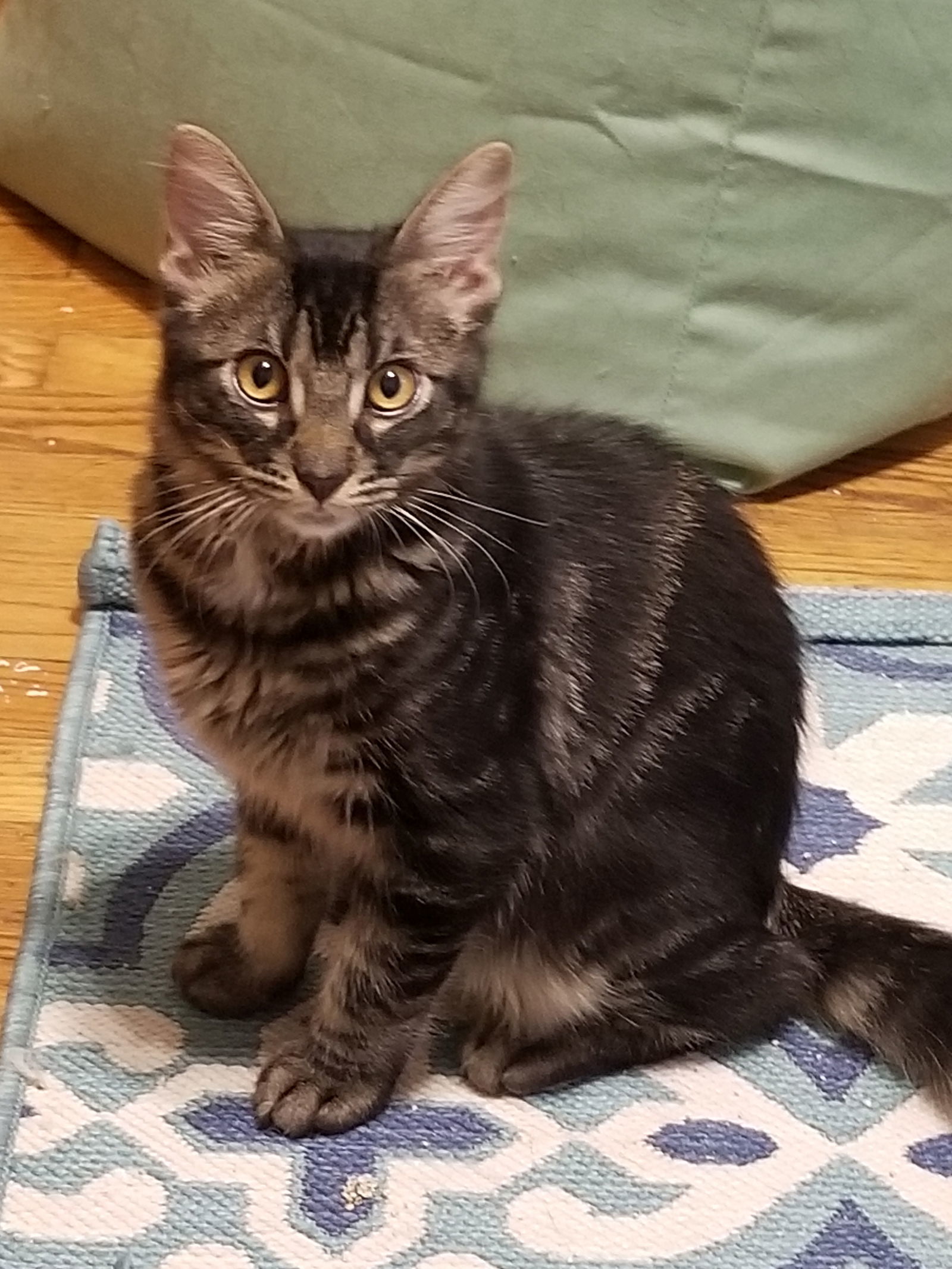 Sophie and Clover Clooney