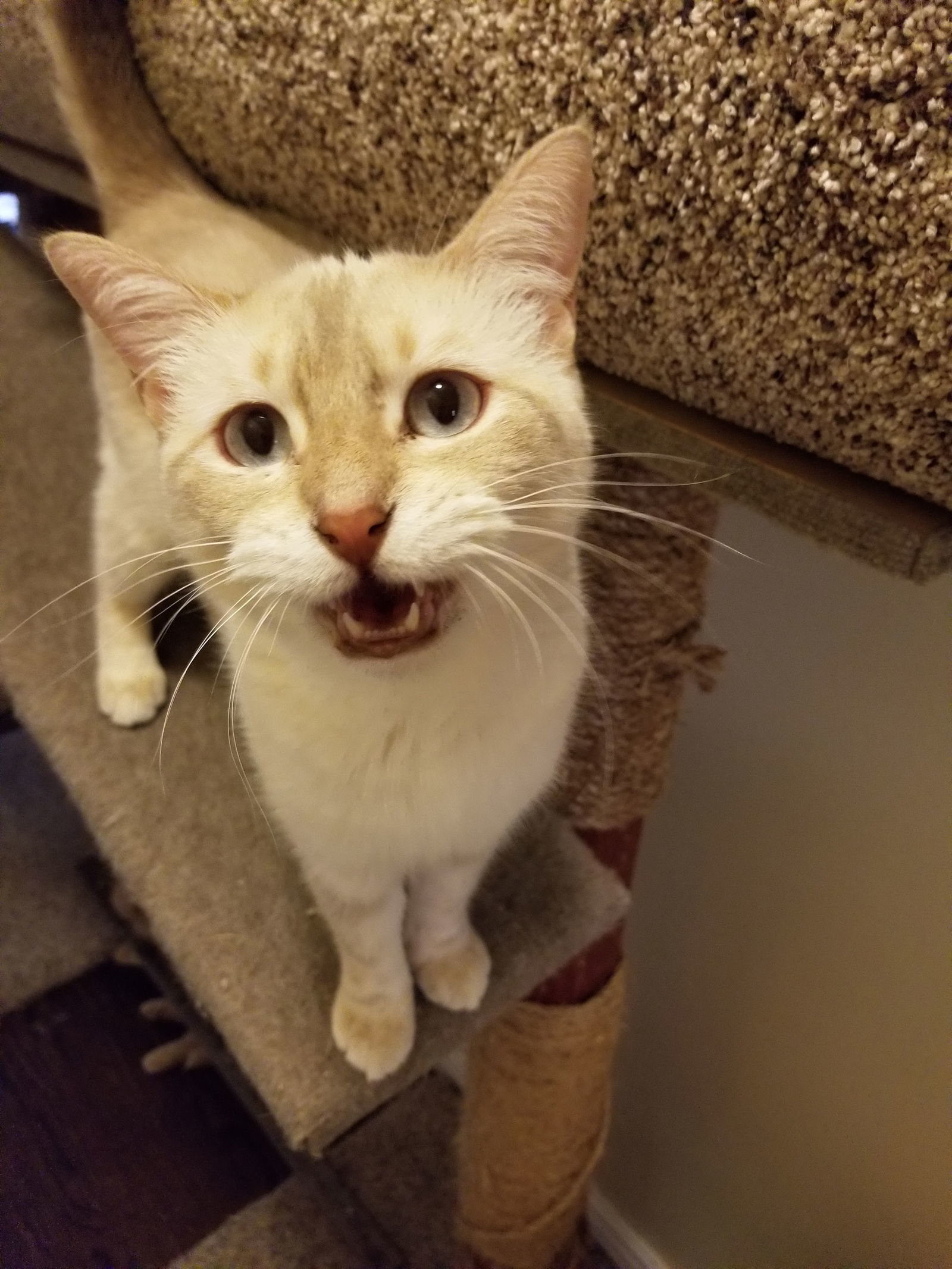 Josie is your pussy cat!