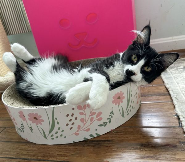 CS- STASH (In Foster) bonded w/THEA
