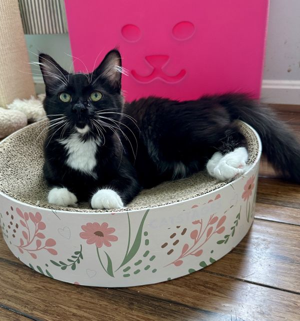 CS- THEA (In Foster) bonded w/STASH