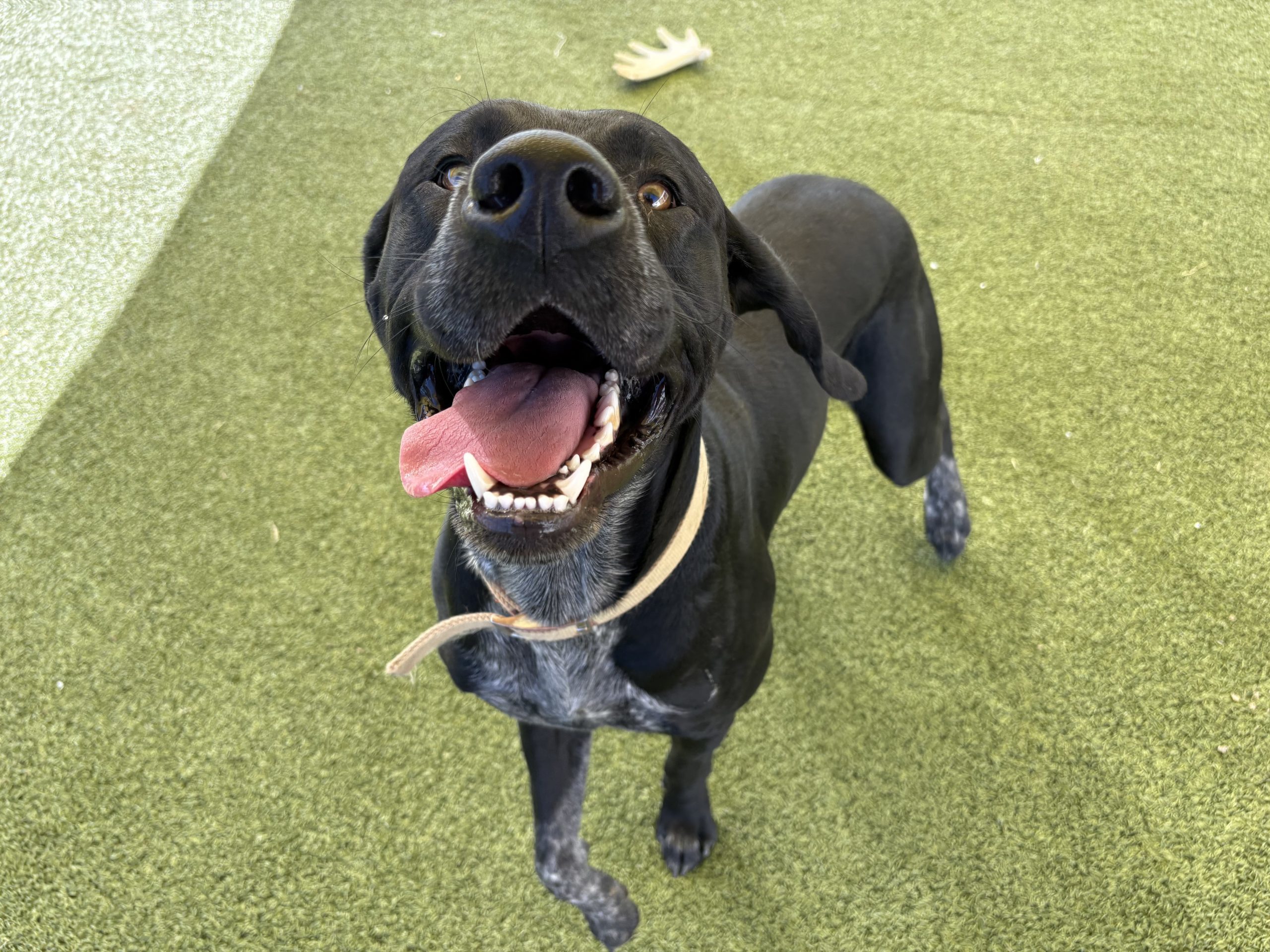 Bud, an adoptable German Shorthaired Pointer, Black Labrador Retriever in Hays, KS, 67601 | Photo Image 1