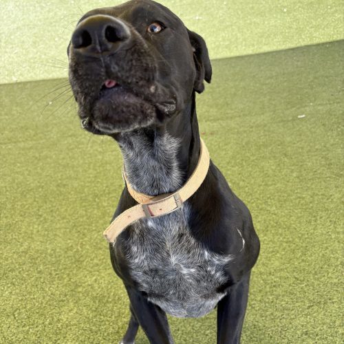 Bud, an adoptable German Shorthaired Pointer, Black Labrador Retriever in Hays, KS, 67601 | Photo Image 2