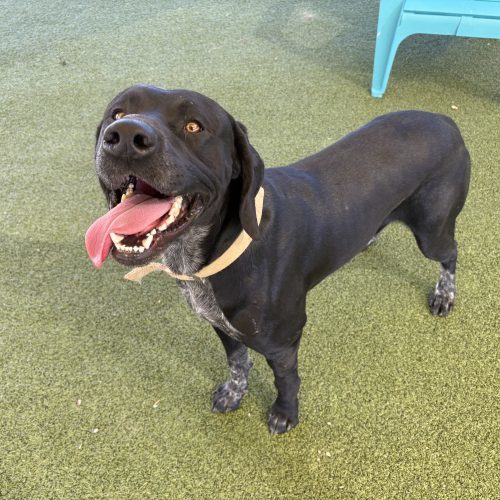 Bud, an adoptable German Shorthaired Pointer, Black Labrador Retriever in Hays, KS, 67601 | Photo Image 3