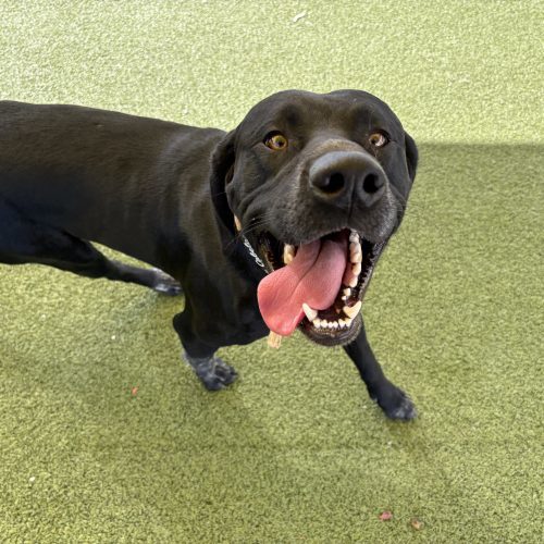 Bud, an adoptable German Shorthaired Pointer, Black Labrador Retriever in Hays, KS, 67601 | Photo Image 4