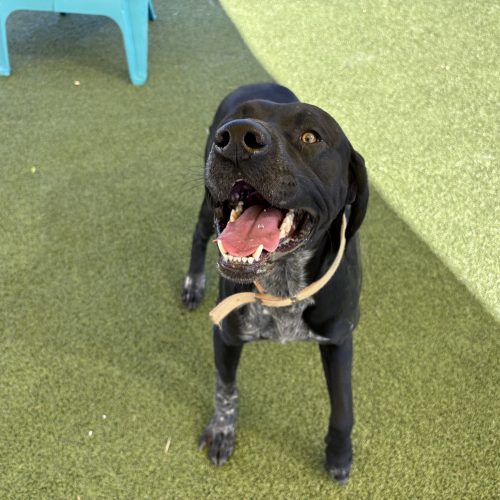 Bud, an adoptable German Shorthaired Pointer, Black Labrador Retriever in Hays, KS, 67601 | Photo Image 5