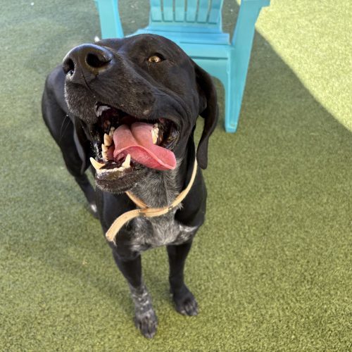 Bud, an adoptable German Shorthaired Pointer, Black Labrador Retriever in Hays, KS, 67601 | Photo Image 6