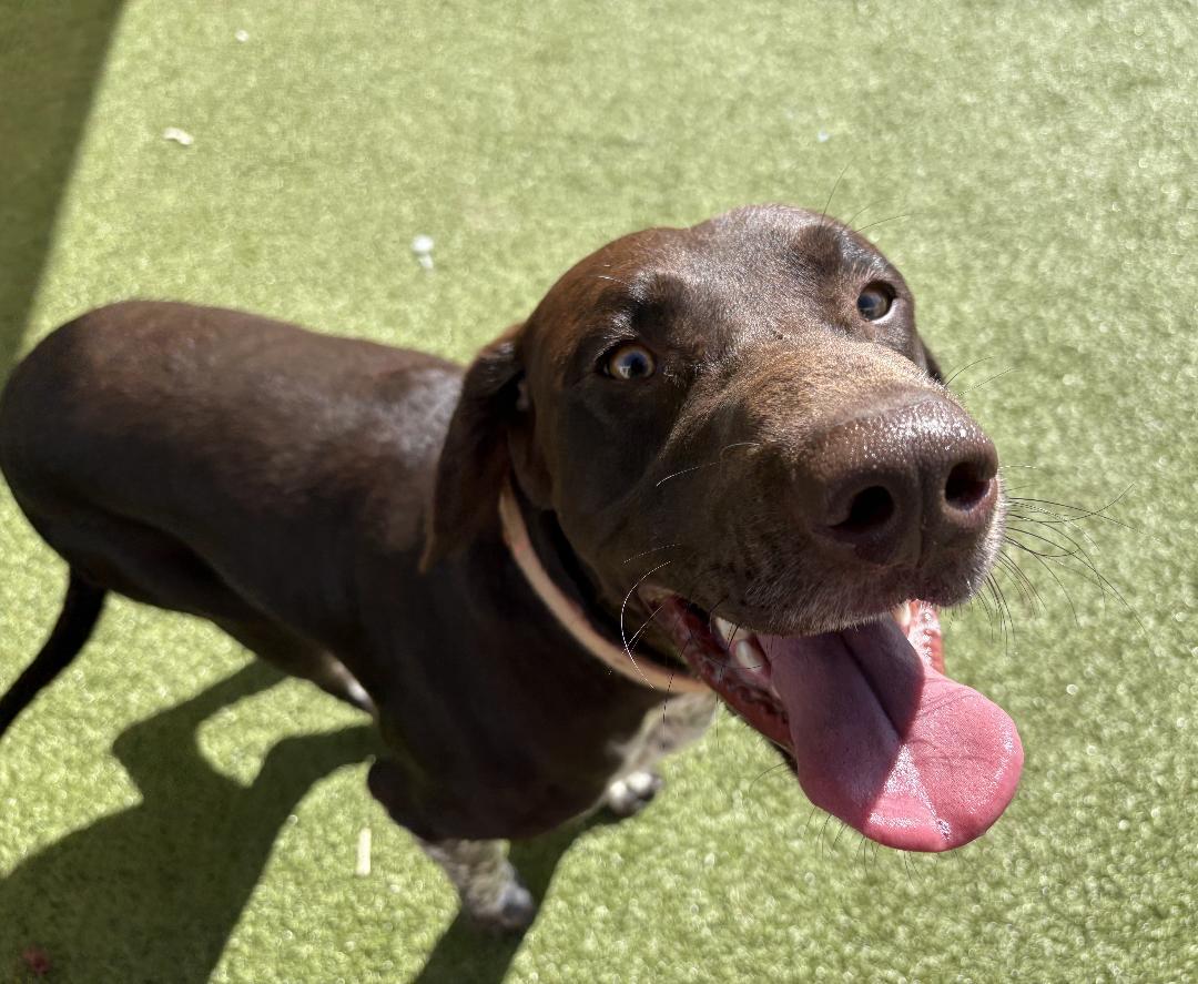 Bruce, an adoptable German Shorthaired Pointer, Black Labrador Retriever in Hays, KS, 67601 | Photo Image 1