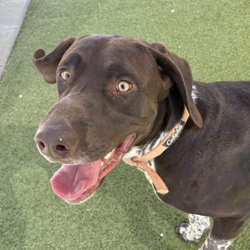 Bruce, an adoptable German Shorthaired Pointer, Black Labrador Retriever in Hays, KS, 67601 | Photo Image 2