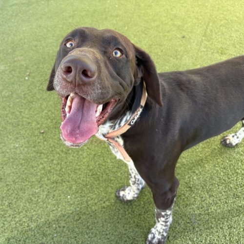 Bruce, an adoptable German Shorthaired Pointer, Black Labrador Retriever in Hays, KS, 67601 | Photo Image 3