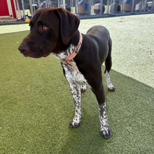 Bruce, an adoptable German Shorthaired Pointer, Black Labrador Retriever in Hays, KS, 67601 | Photo Image 4