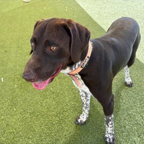Bruce, an adoptable German Shorthaired Pointer, Black Labrador Retriever in Hays, KS, 67601 | Photo Image 5