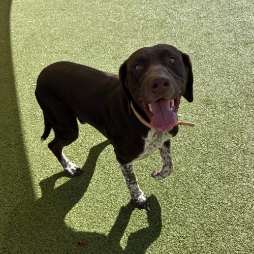 Bruce, an adoptable German Shorthaired Pointer, Black Labrador Retriever in Hays, KS, 67601 | Photo Image 6