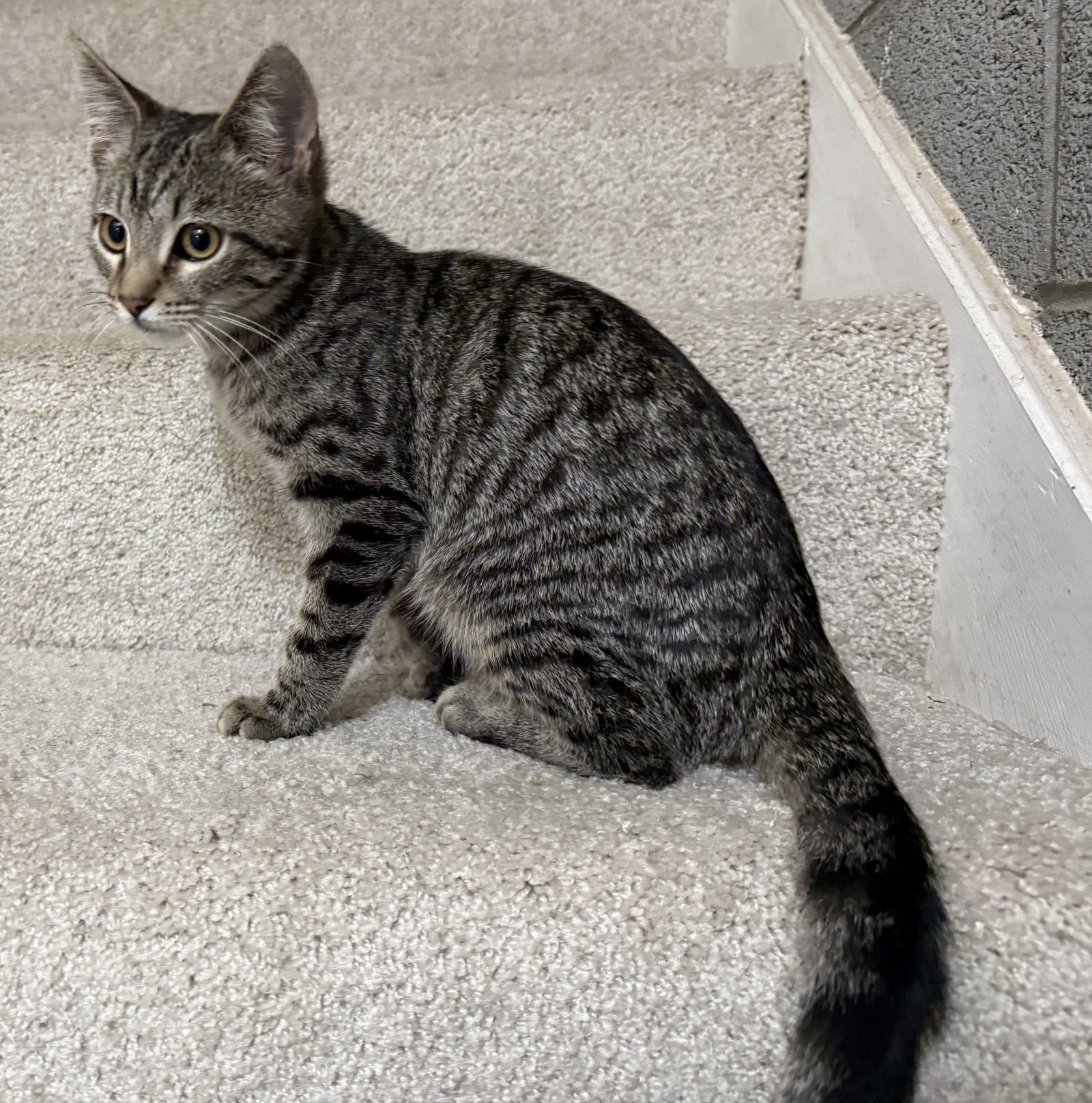 KITTEN BUDDY GREY