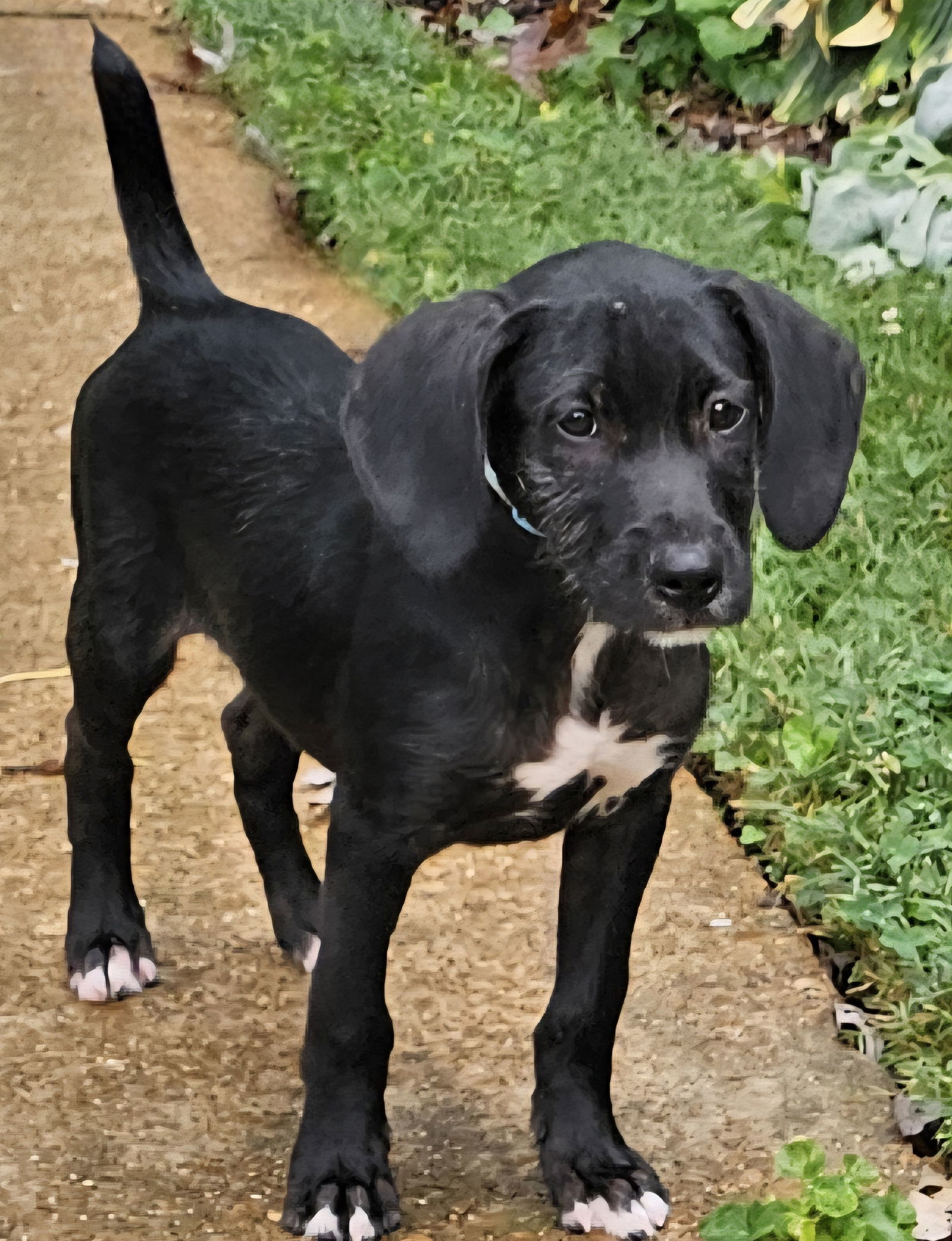 PUPPY RIVER