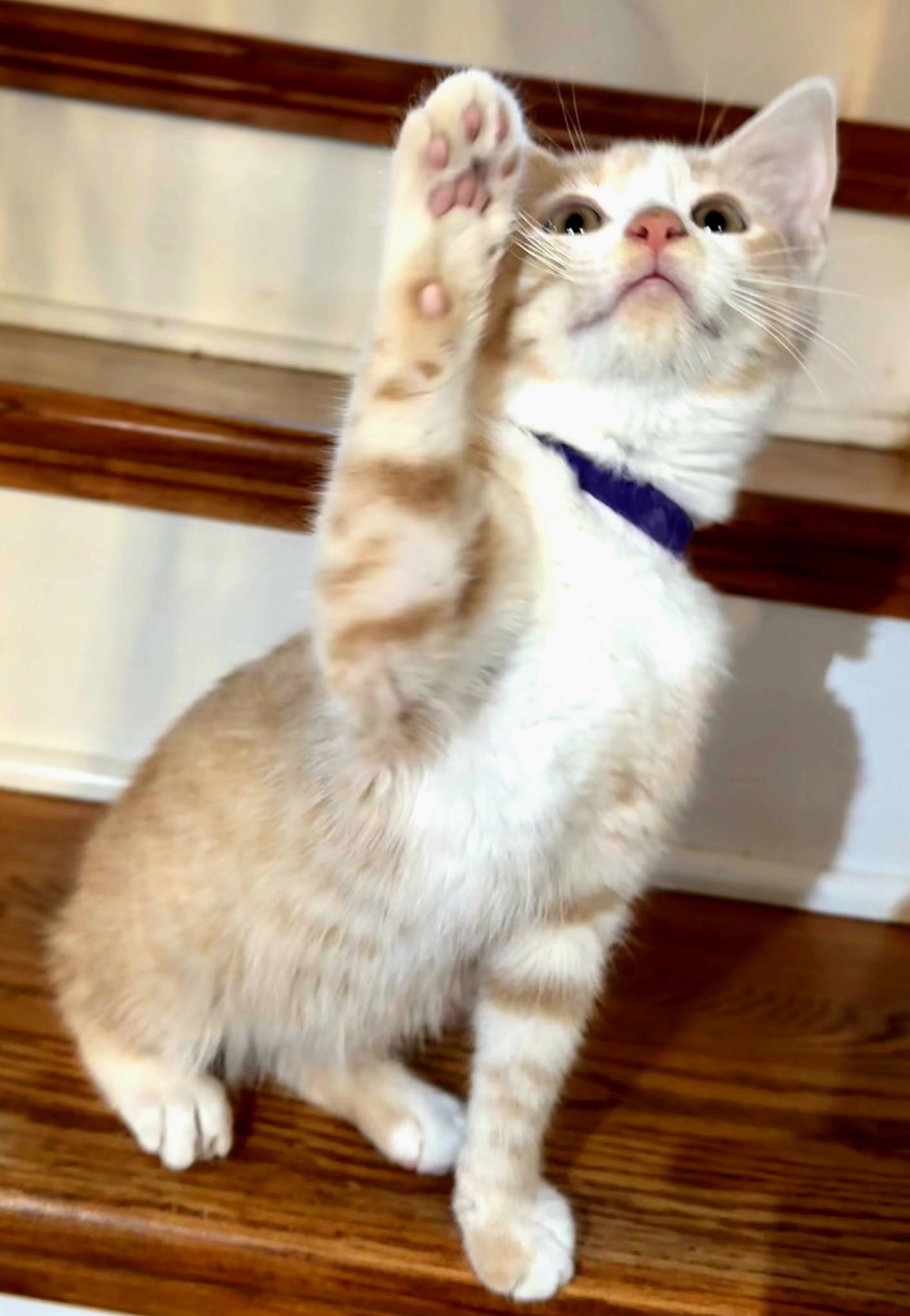 KITTEN PRANCER