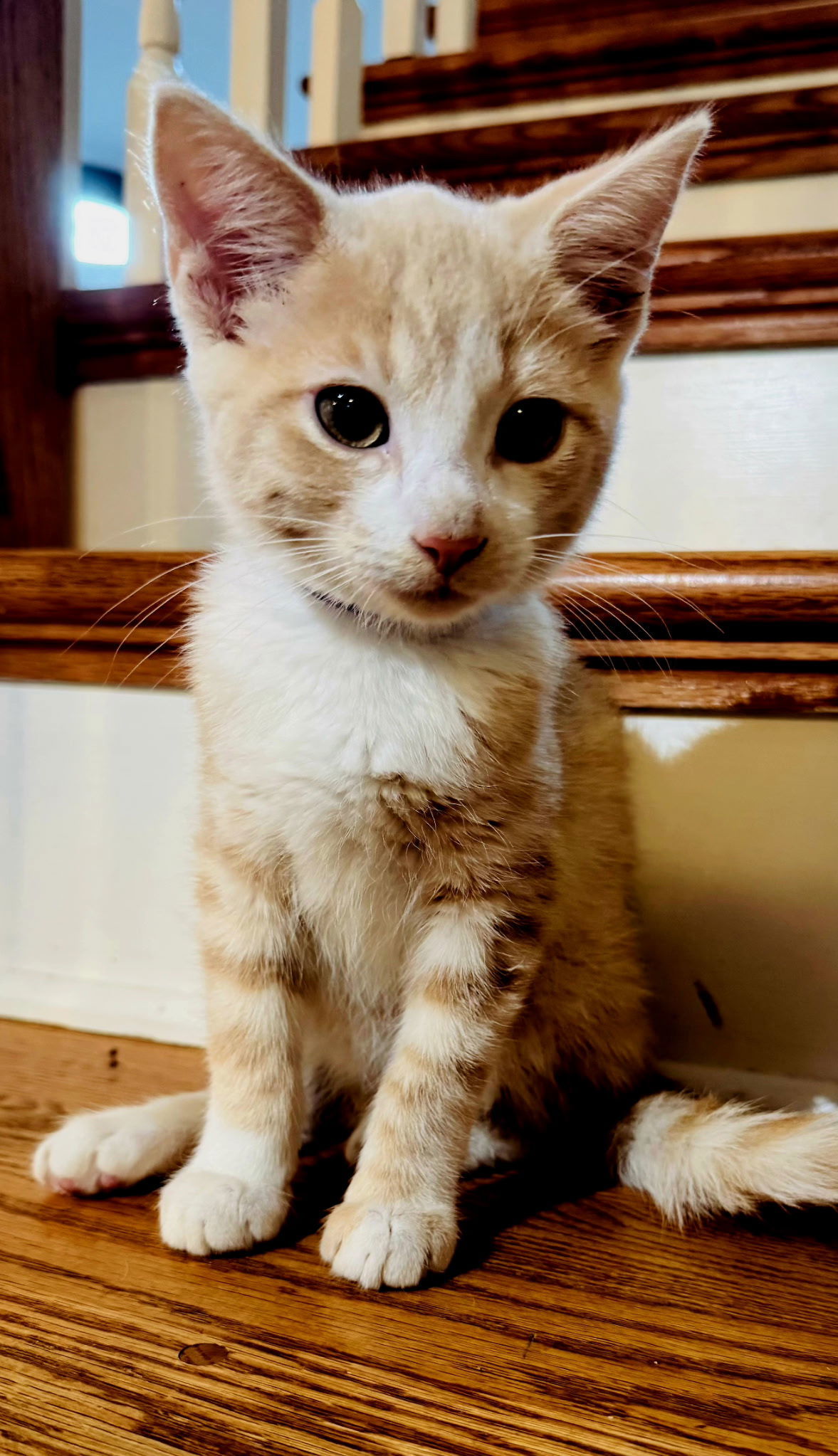 KITTEN PRANCER
