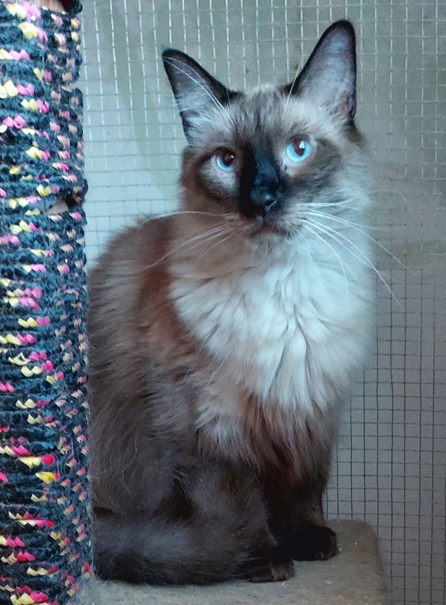 Miles, an adoptable Himalayan in Mentone, CA, 92359 | Photo Image 1