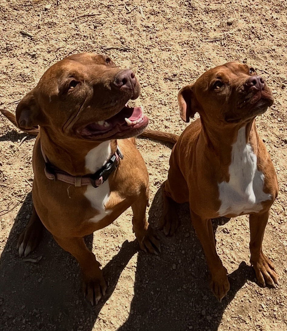 Ty and Troy