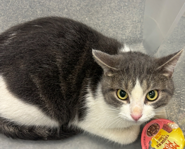 Conrad * Barn Home Needed*