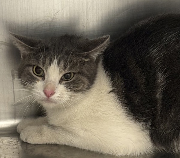 Conrad * Barn Home Needed*