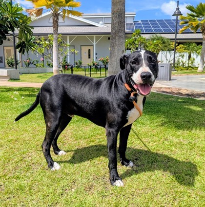 Rocky, an adoptable Bull Terrier, Mixed Breed in Honolulu, HI, 96826 | Photo Image 1