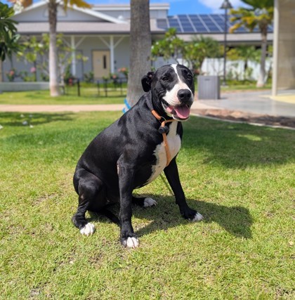 Rocky, an adoptable Bull Terrier, Mixed Breed in Honolulu, HI, 96826 | Photo Image 2