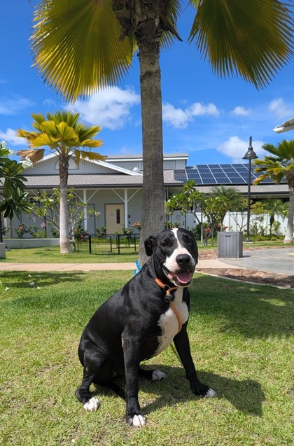 Rocky, an adoptable Bull Terrier, Mixed Breed in Honolulu, HI, 96826 | Photo Image 3