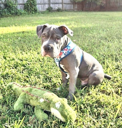 Brody