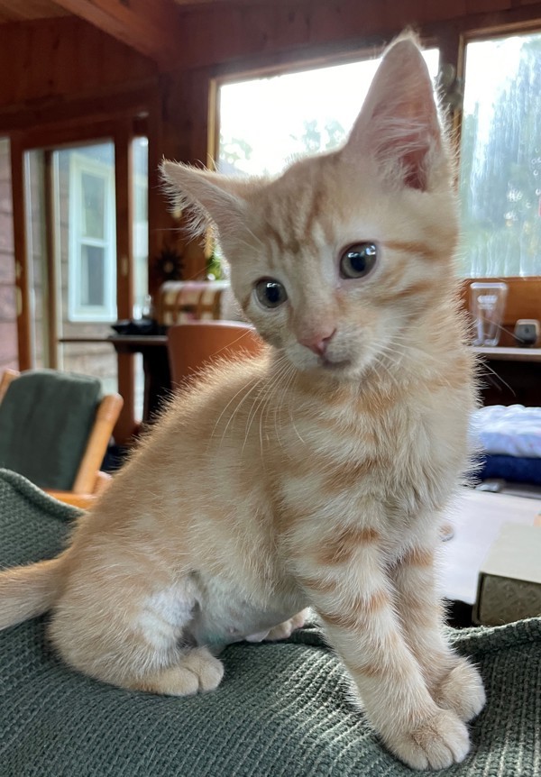 Clementine