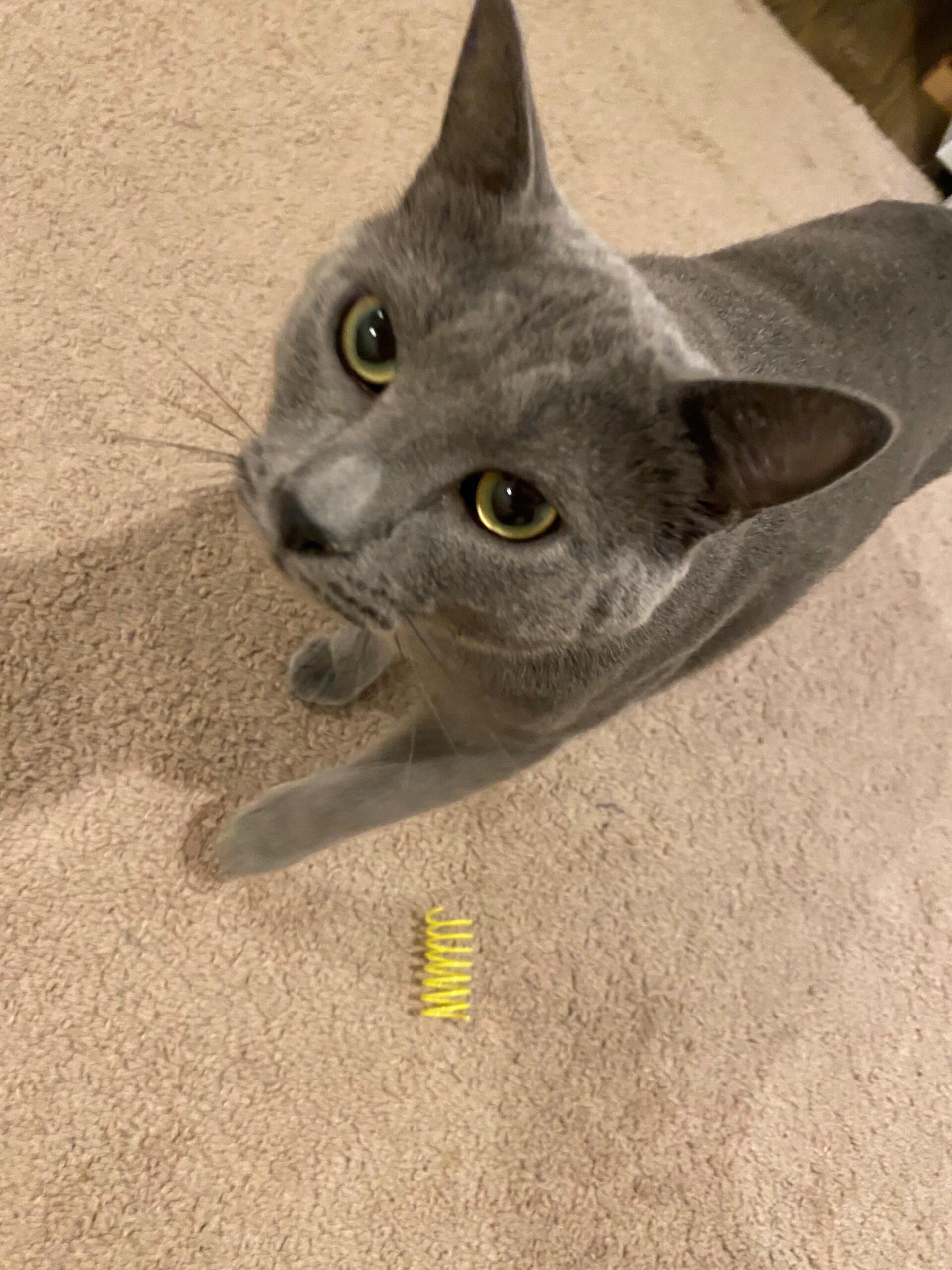 Maynard