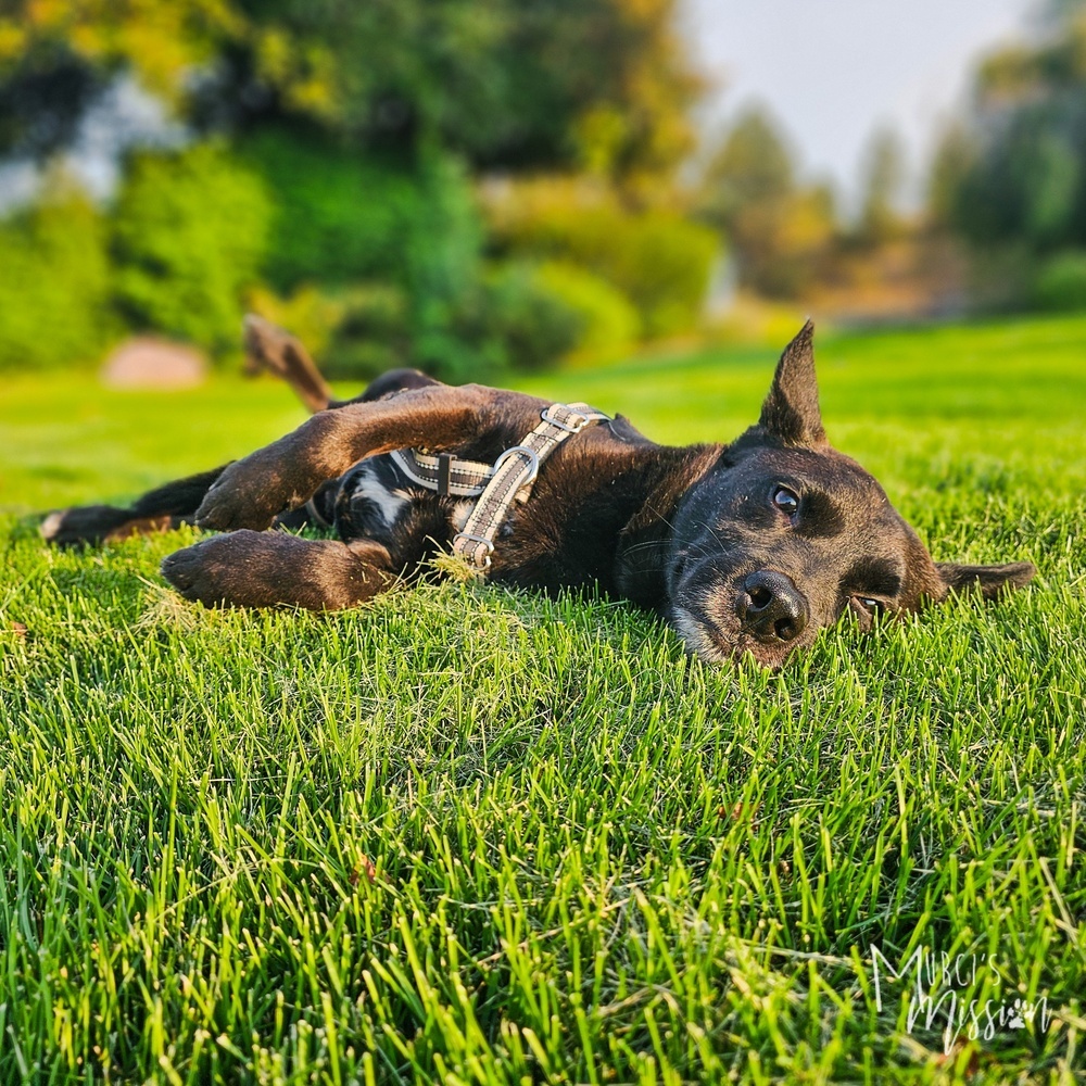 Kazak, an adoptable Australian Cattle Dog / Blue Heeler in Spokane , WA, 99209 | Photo Image 1