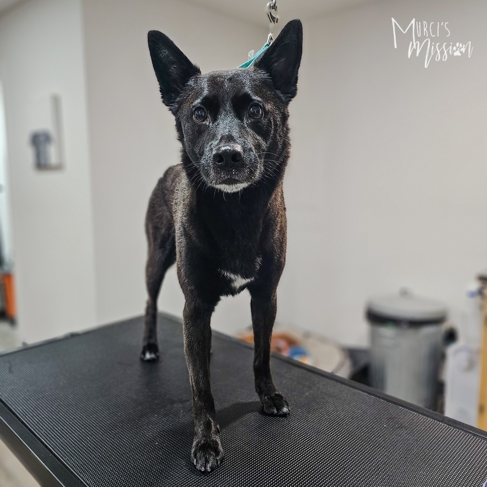 Kazak, an adoptable Australian Cattle Dog / Blue Heeler in Spokane , WA, 99209 | Photo Image 3