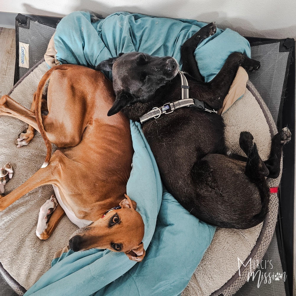 Kazak, an adoptable Australian Cattle Dog / Blue Heeler in Spokane , WA, 99209 | Photo Image 5