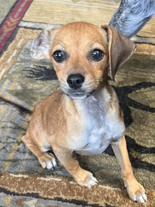 Mojo