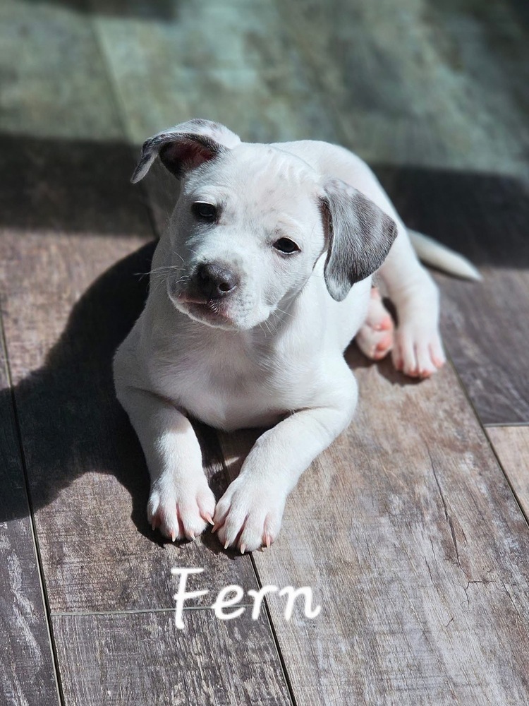 Fern2