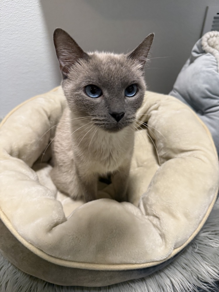 Guya, an adoptable Siamese in Littleton, CO, 80130 | Photo Image 1