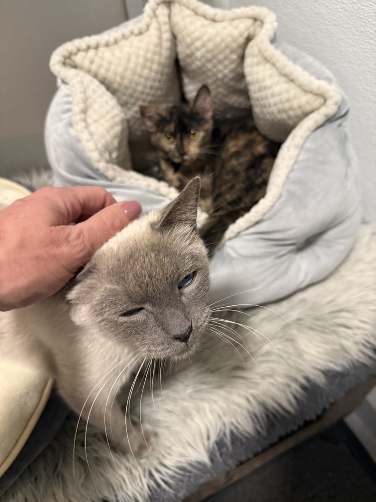 Guya, an adoptable Siamese in Littleton, CO, 80130 | Photo Image 2