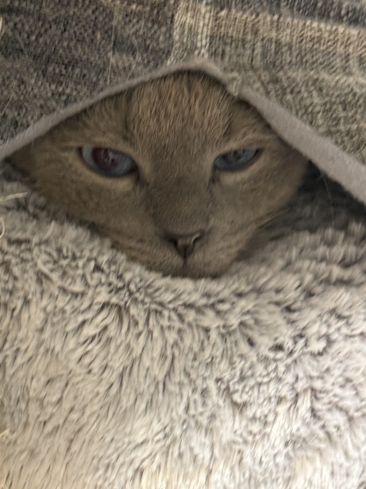 Guya, an adoptable Siamese in Littleton, CO, 80130 | Photo Image 3