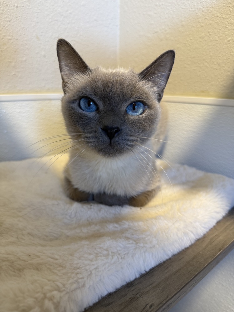 Guya, an adoptable Siamese in Littleton, CO, 80130 | Photo Image 4