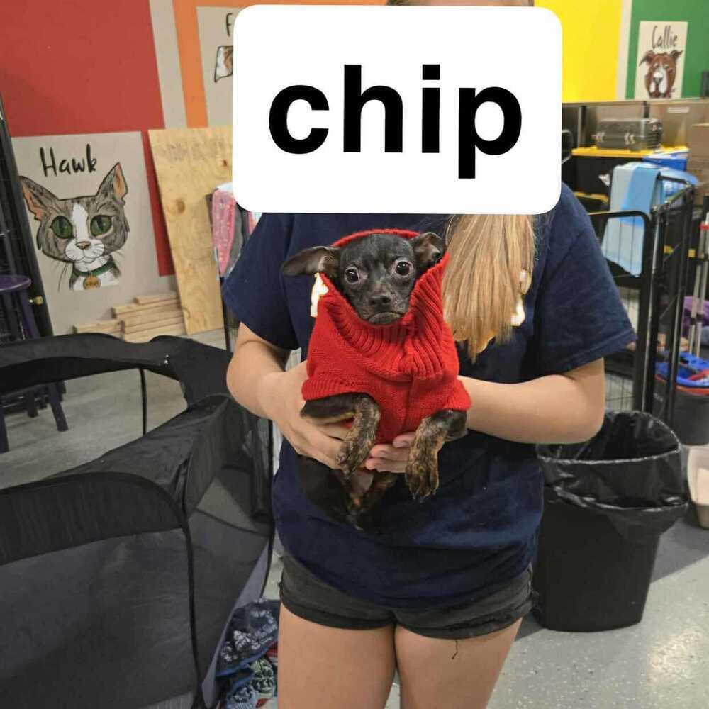 Chip