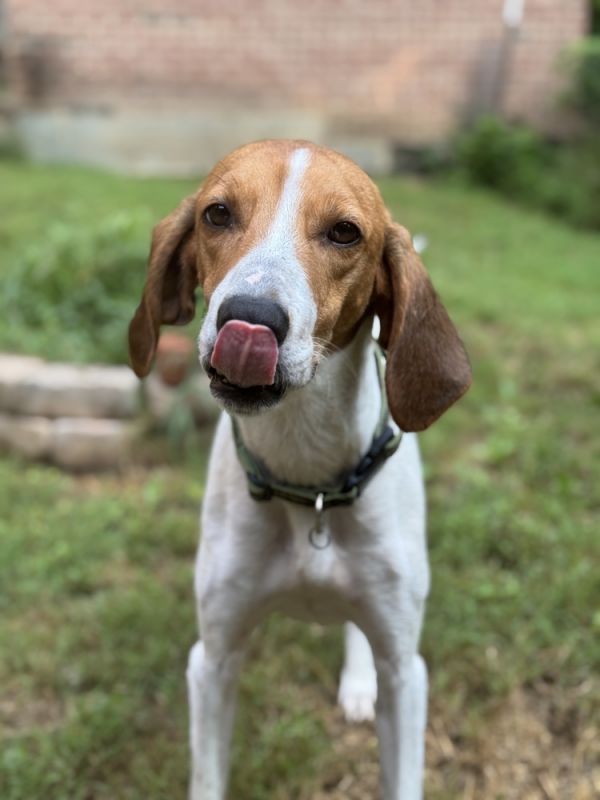 Axel Hound