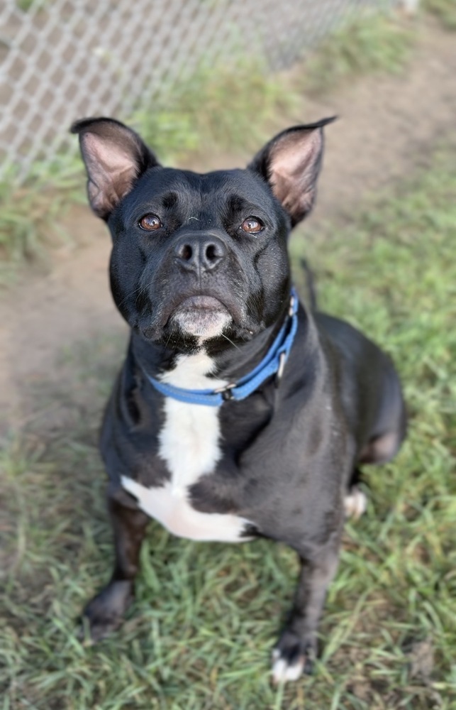 Vanellope, an adoptable American Staffordshire Terrier in Bemidji, MN, 56601 | Photo Image 1