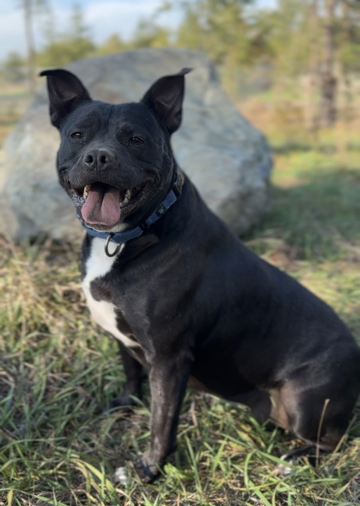 Vanellope, an adoptable American Staffordshire Terrier in Bemidji, MN, 56601 | Photo Image 2