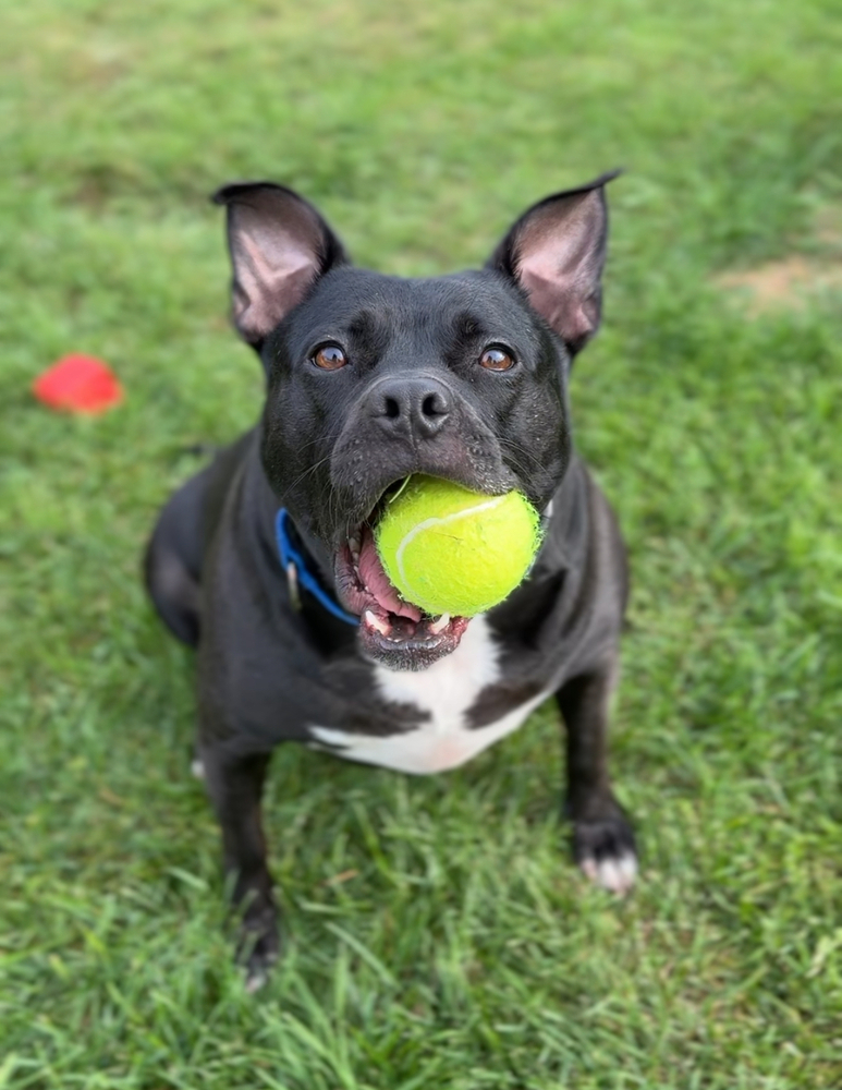 Vanellope, an adoptable American Staffordshire Terrier in Bemidji, MN, 56601 | Photo Image 3