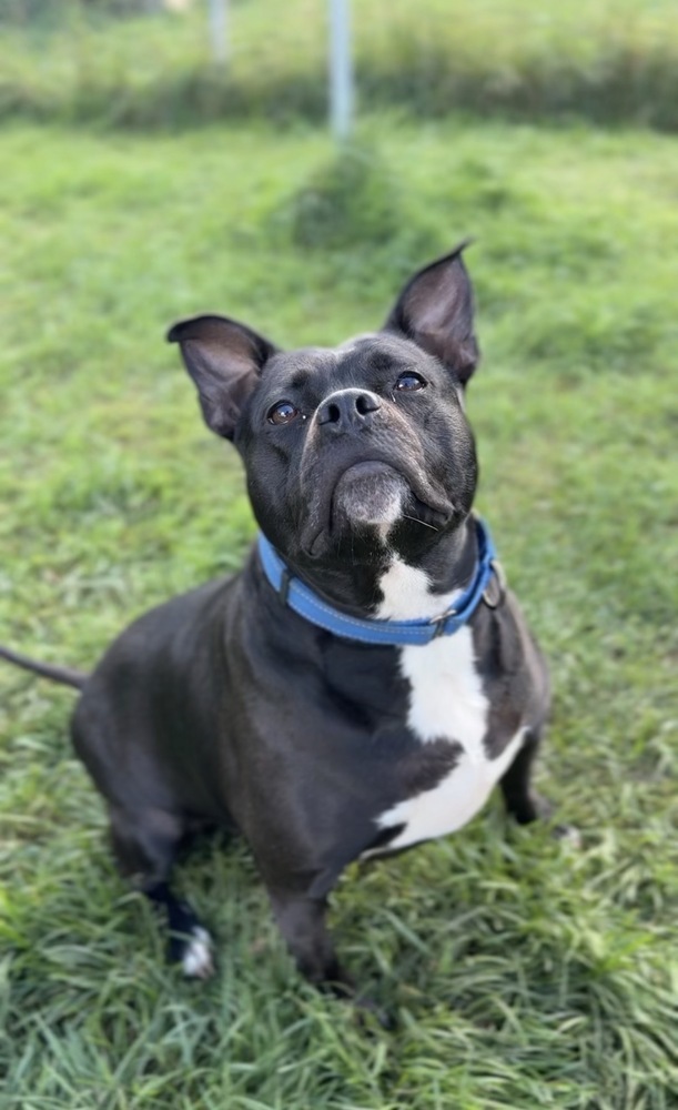 Vanellope, an adoptable American Staffordshire Terrier in Bemidji, MN, 56601 | Photo Image 4