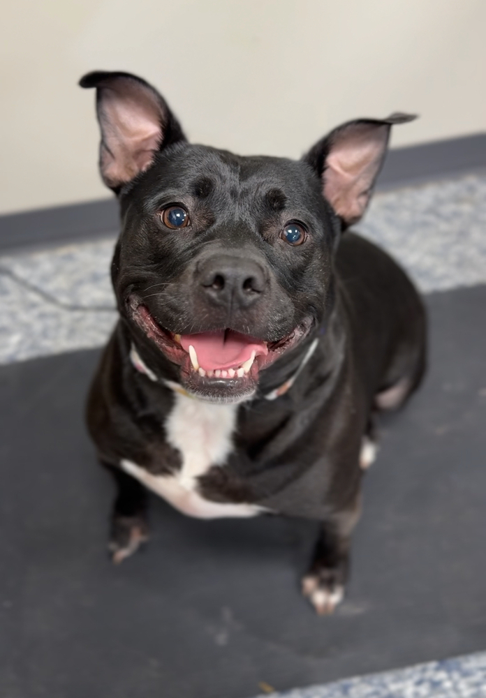 Vanellope, an adoptable American Staffordshire Terrier in Bemidji, MN, 56601 | Photo Image 5