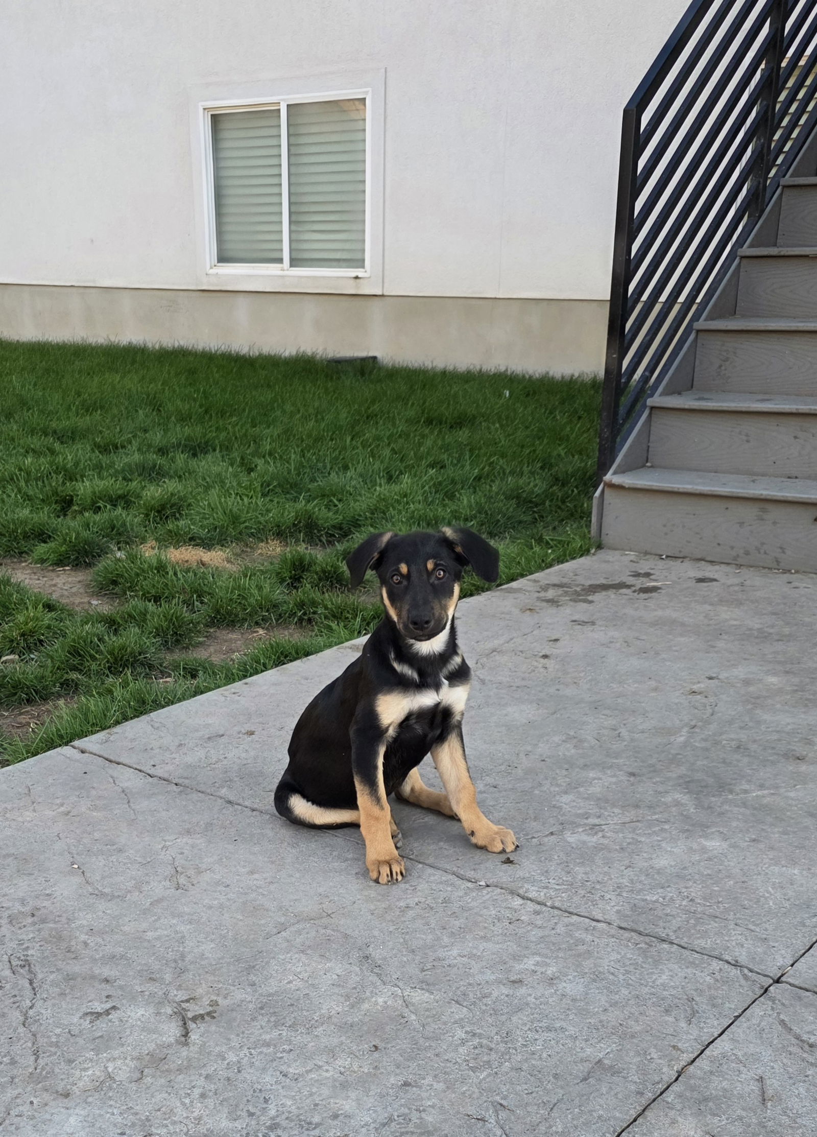 Rotty, an adoptable German Shepherd Dog in Midway, UT, 84049 | Photo Image 1
