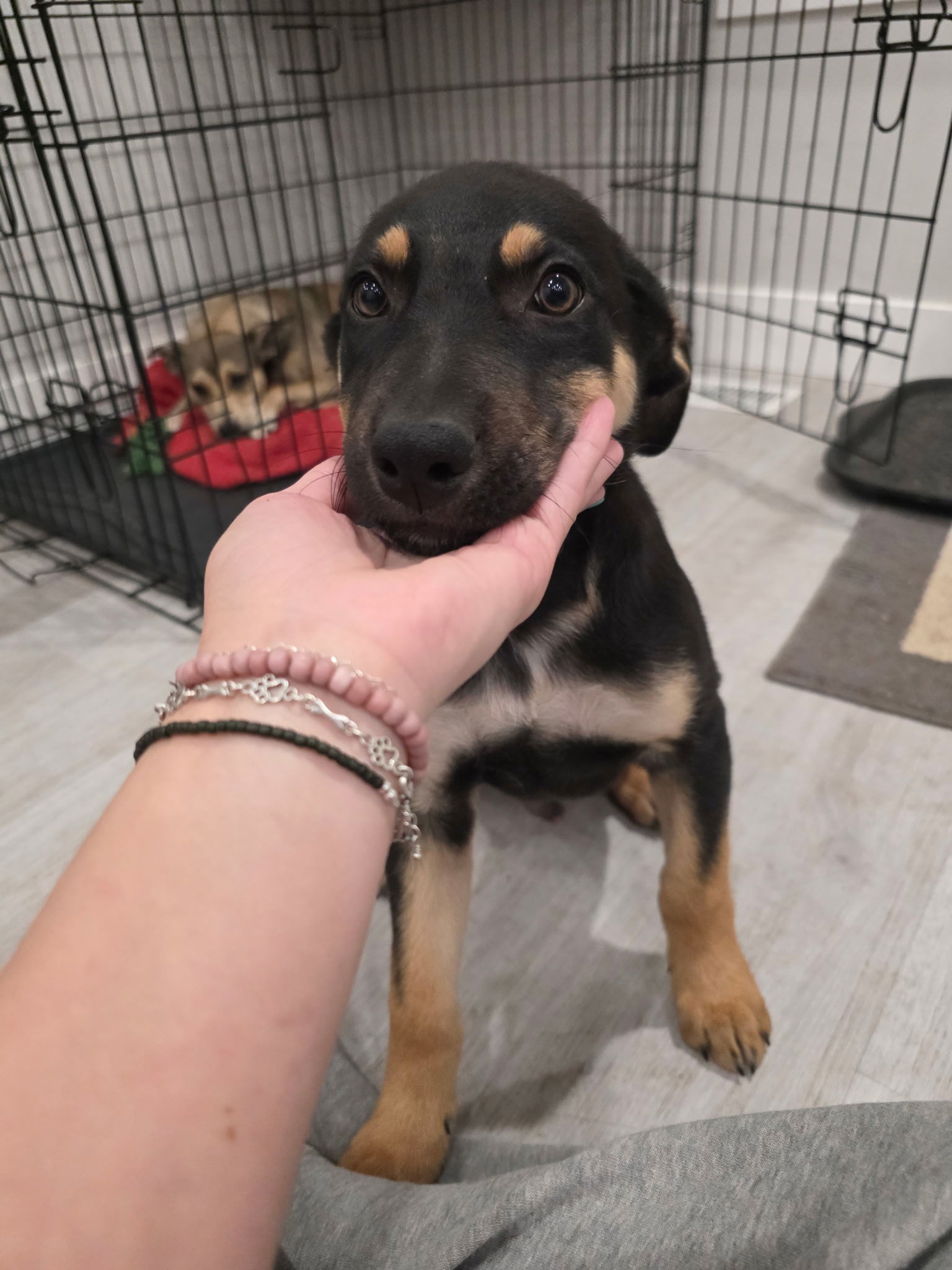 Rotty, an adoptable German Shepherd Dog in Midway, UT, 84049 | Photo Image 2